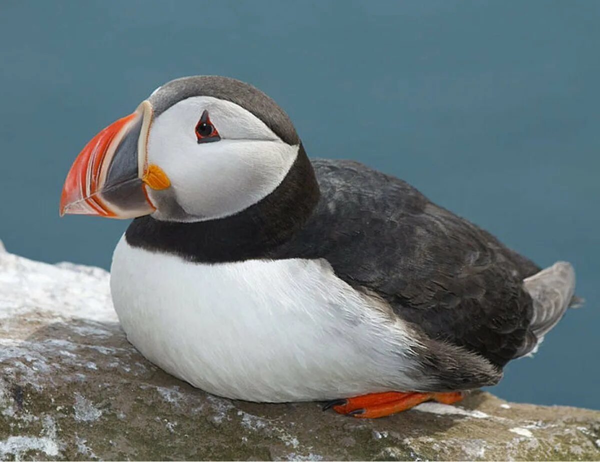 Atlantic Puffin птица. Паффин альбинос. Атлантический паффин. Арктический тупик птица.