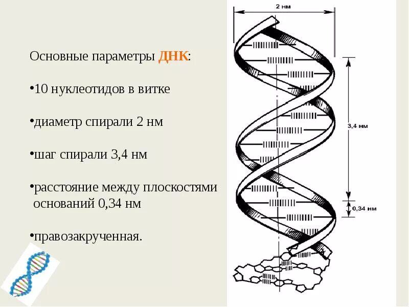 Ширина двойной спирали ДНК. Диаметр двойной спирали ДНК. Длина витка спирали ДНК. ДНК строение витки.