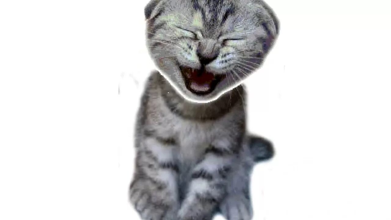 Кот ржет и показывает пальцем. Кот смеется. котенок смех. кот ухмыляется на одну сторону. фото смеющегося котенка.