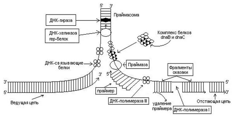 Этапы репликации ДНК схема. Стадии репликации схема. Основные этапы репликации ДНК. Репликация ДНК схема стадии. 3 этапа репликации