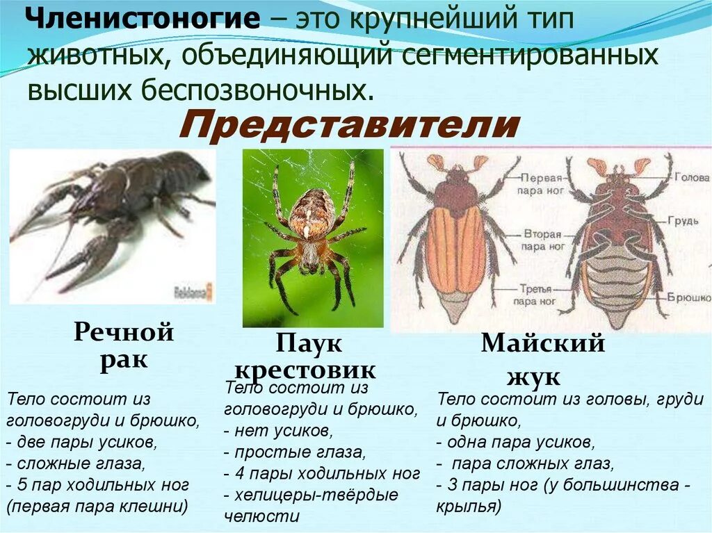 Таблица по биологии Тип Членистоногие 7 класс Майский Жук. Тип Членистоногие представители. Членистоногие и их строение. Представители членистоногих класс насекомые