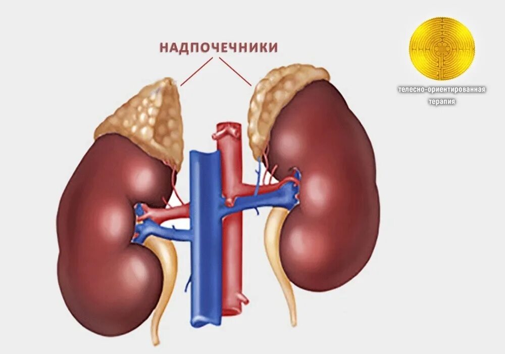 Уставшие почки. Анатомия надпочечников человека. Почки и надпочечники. Надпочечники рисунок. Надпочечники железа.