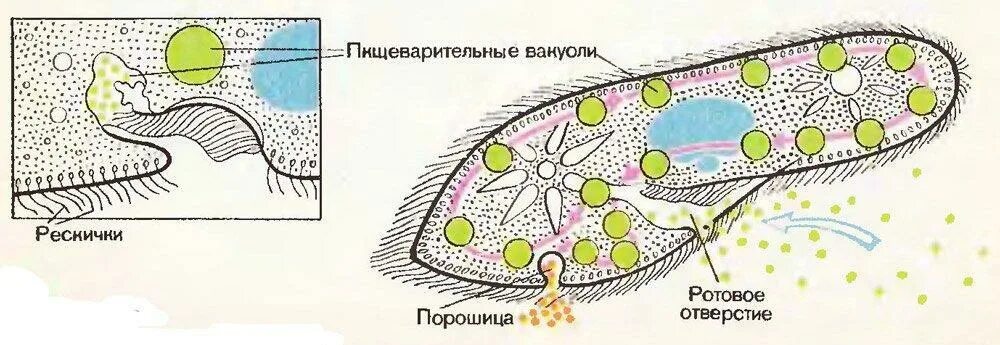 Пищеварительная система инфузории. Питание инфузории туфельки. Пищеварительные вакуоли инфузории туфельки. Пищеварительная система инфузории туфельки. Пили у простейших