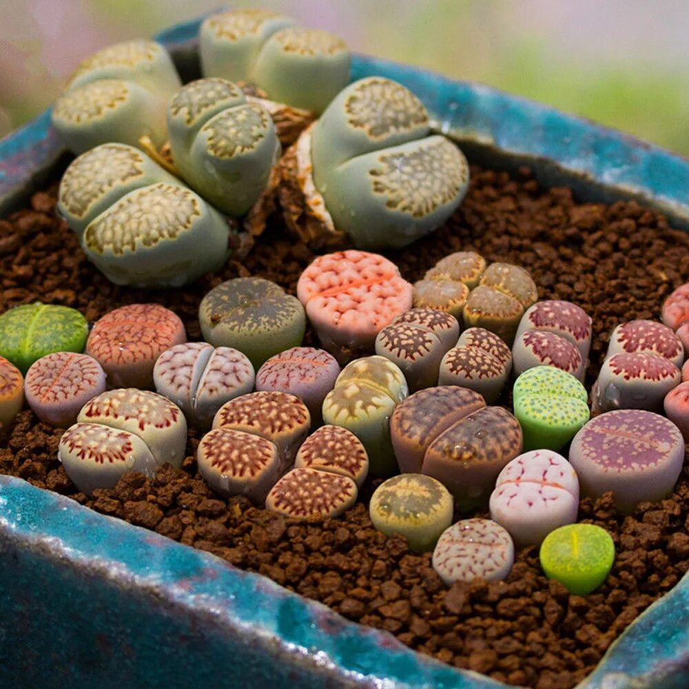 Набор живые камни. Литопс доротеи. Lithops marmorata. Набор живые камни. Набор живые камни.