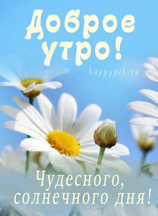 Июнь телефон. Космея фламинго. Природа цветы. Ягоды летом. Июнь телефон.