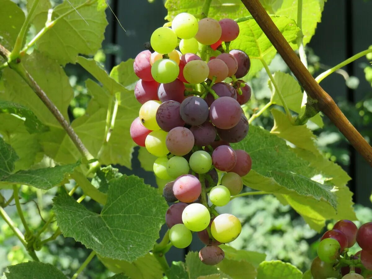 Grapes - reviews, advice from gardeners and farmers of ProOgorod.com magazine