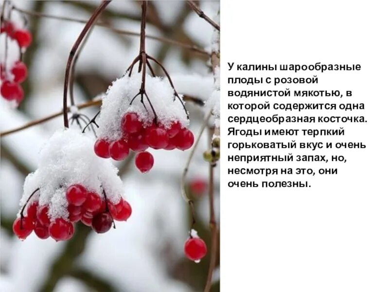 Калины куст текст. Калины куст текст. Куст калины песня слушать. Калины куст. Текст песни куст калины ольги захаровой.