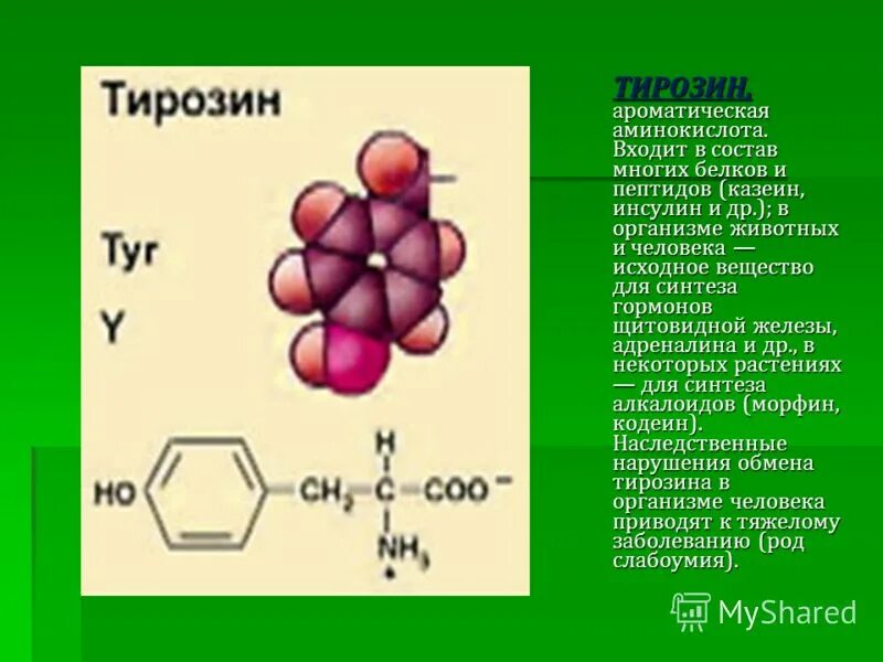 Тирозин роль в организме. Тирозин функции в организме. Роль тирозина. Тирозин функции.