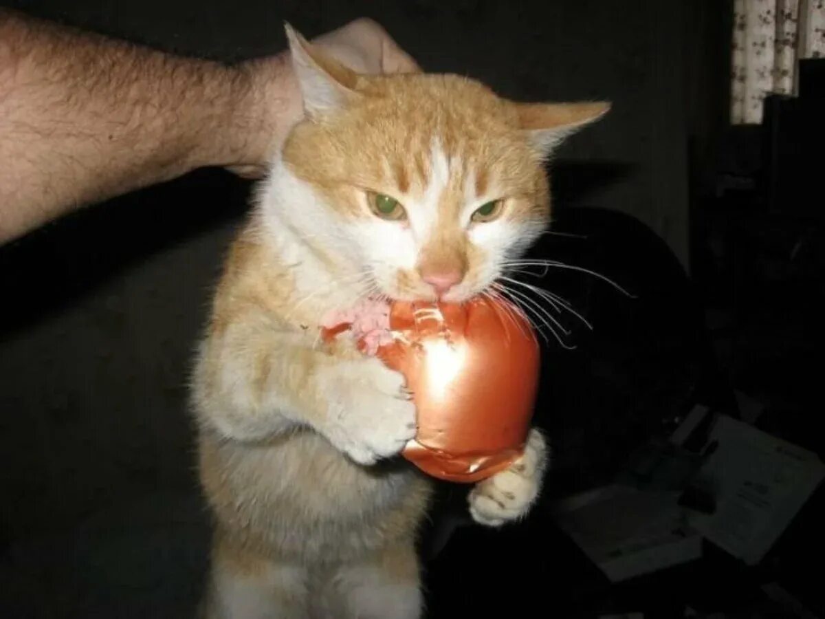 Кошку съел значение