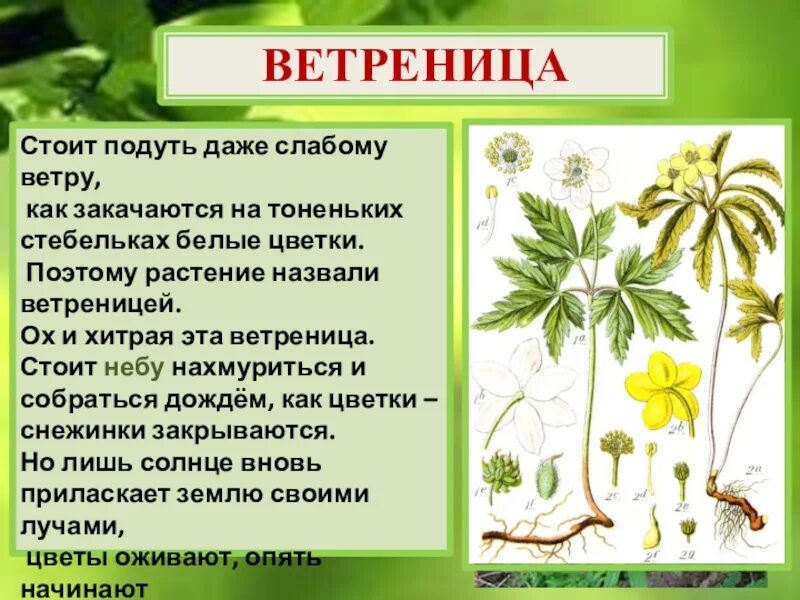 Ветреница формула цветка. Ветреница Лесная формула цветка. Диаграмма цветка ветреницы. Ветреница Дубравная формула цветка. Окружающий мир весеннее пробуждение растений 2 класс