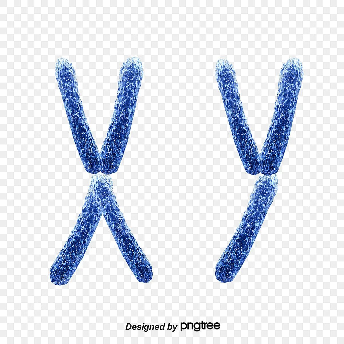 Хромосомы краба. Хромосомы. XY хромосомы. Y хромосома. Хромосома рисунок.