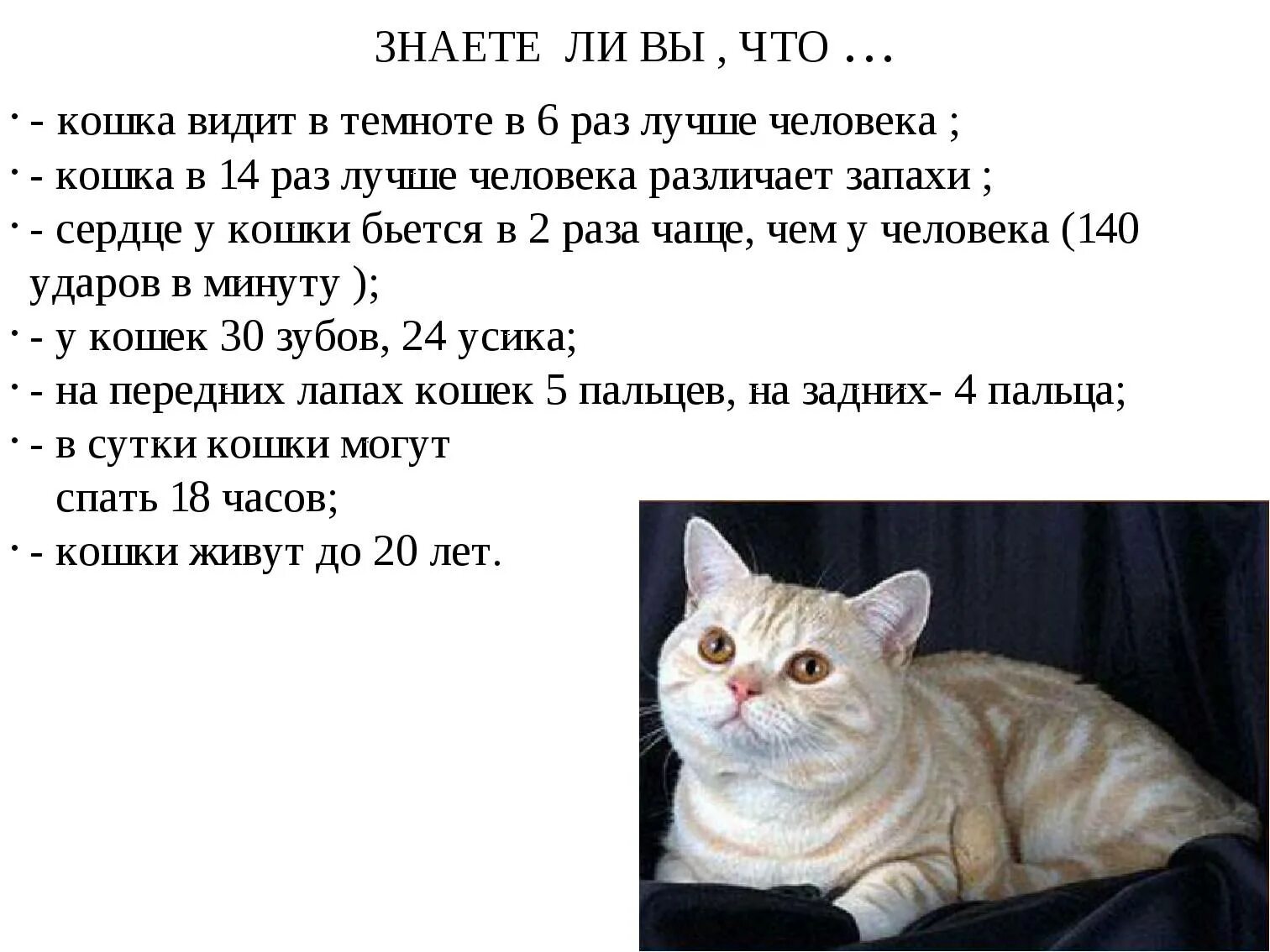 Почему котикам 1 час