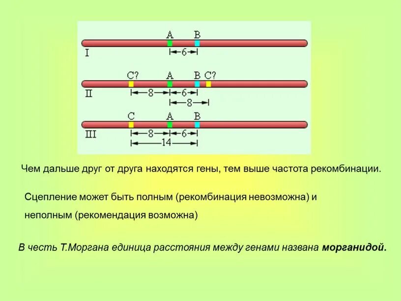 Частота нарушения сцепления генов. Расстояние между генами в хромосоме. Определить расстояние между генами. Как определяется расстояние между генами в хромосоме. Как определить расстояние между генами в хромосоме.