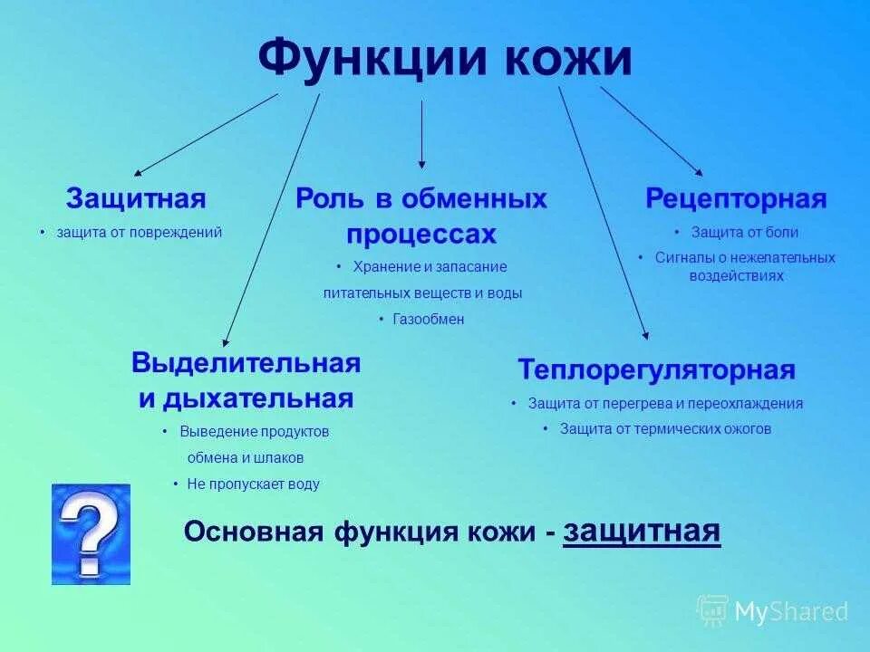 Функции кожи. Функции кожи человека. Основные функции кожи. Защитная функция кожи.