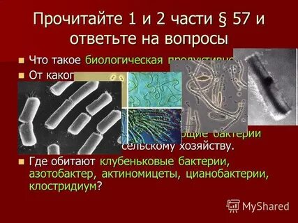 Роль азотфиксирующих бактерий