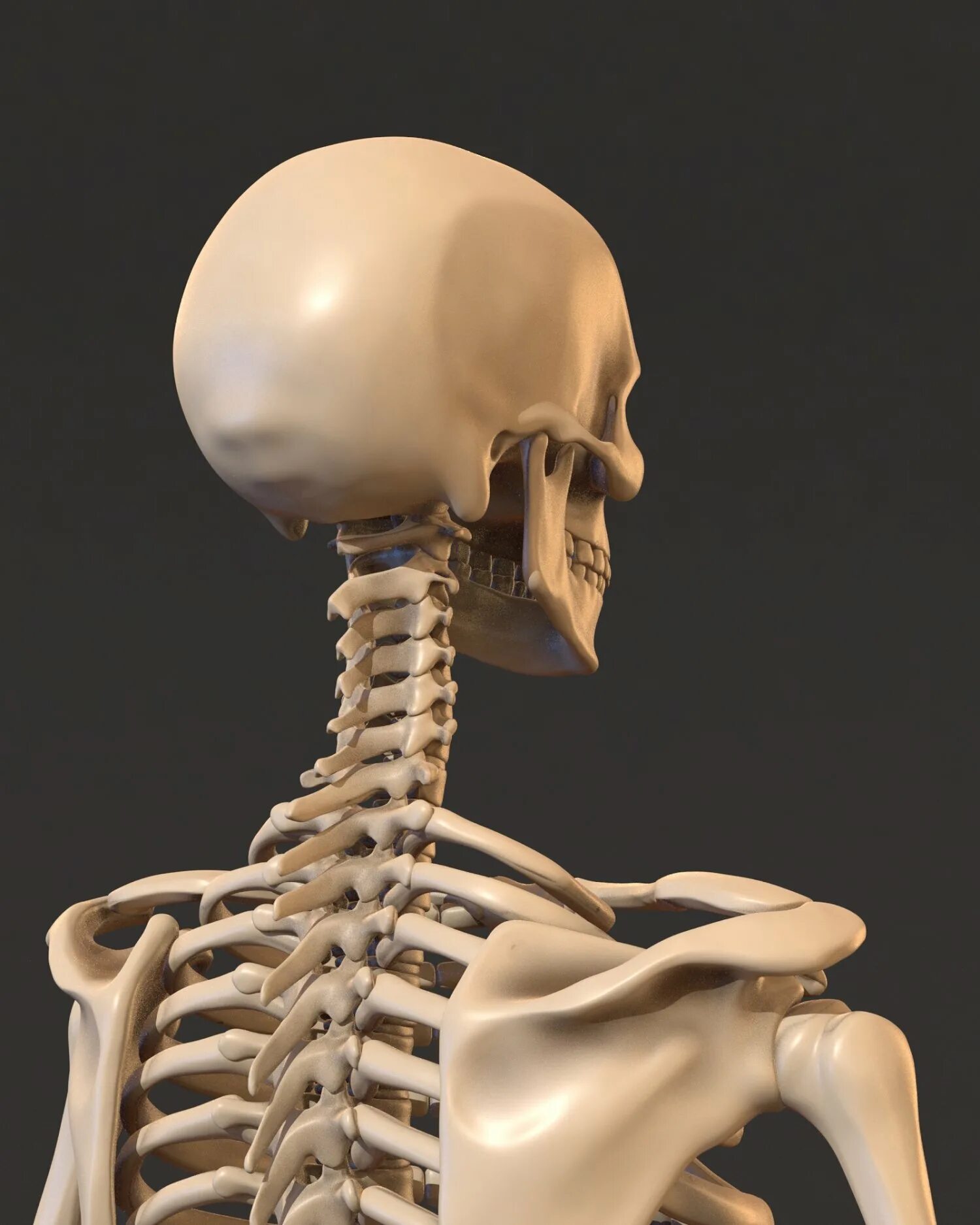 Скелет 3дmax. Human Skeleton 3d model. Скелет 3d анатомия. Skeleton 3d model.