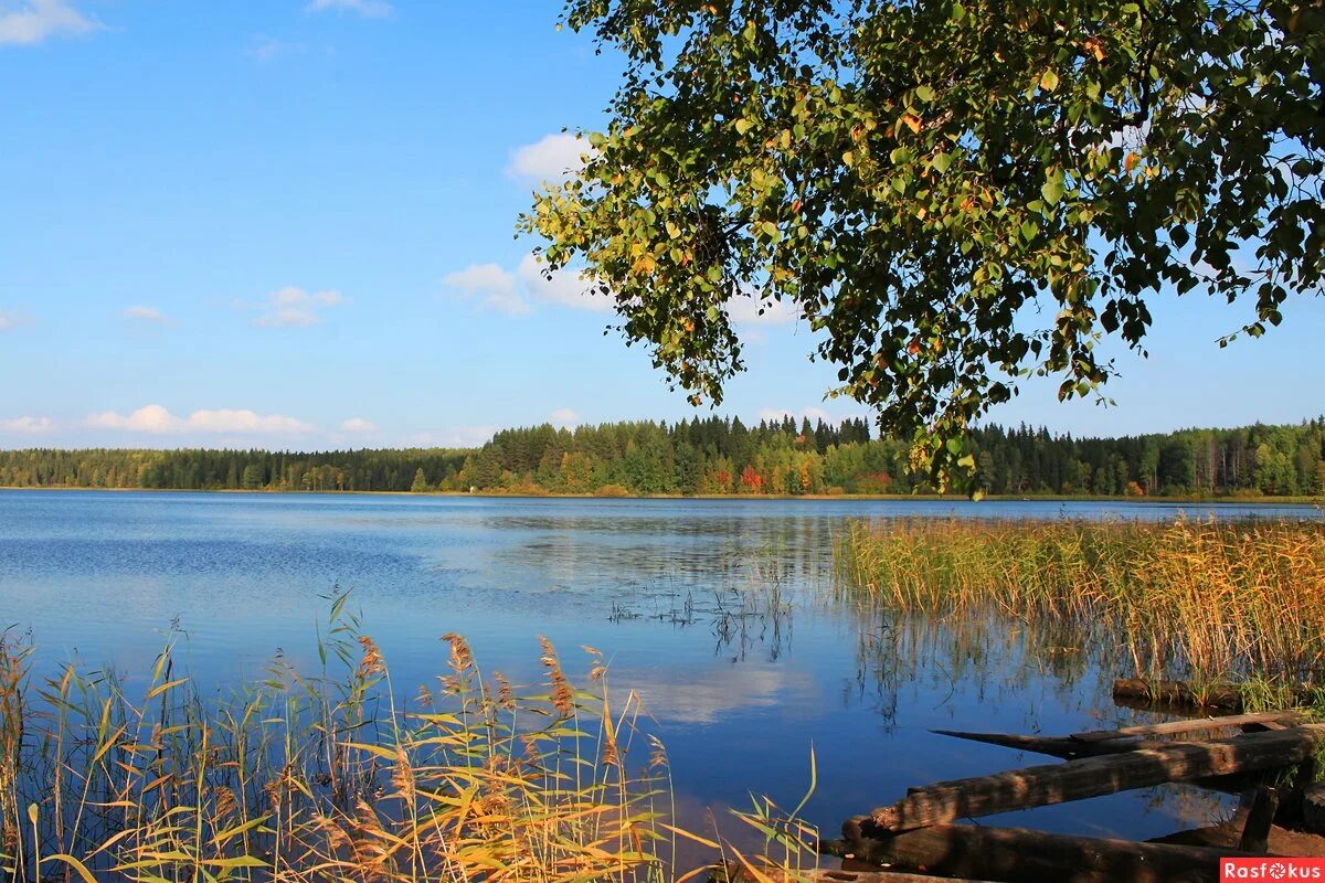 Все таки на озеро. Озеро зеркальное Солнечногорский район. Лесное озеро Архангельская область. Озеро белое Лужский район. Озеро плотское Архангельск.