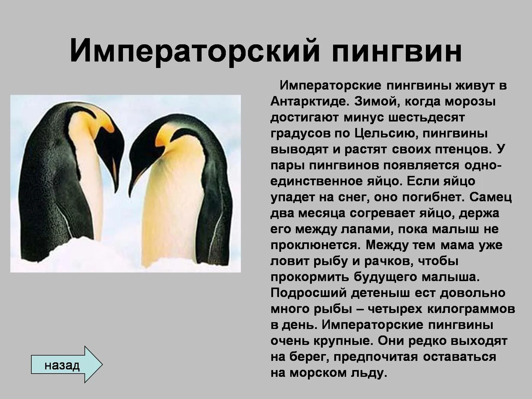 У какого пингвина всегда есть действие. Императорский Пингвин красная книга краткое описание. Императорский Пингвин в Антарктиде описание. Пингвины занесены в красную книгу. Императорский Пингвин доклад.