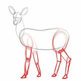 Как нарисовать косулю