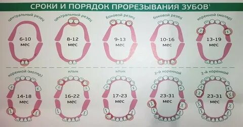 1 2 года мес