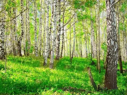 Новый год в березовой роще