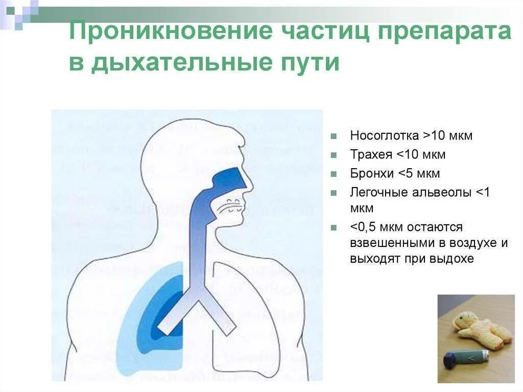 Застряла в трахее