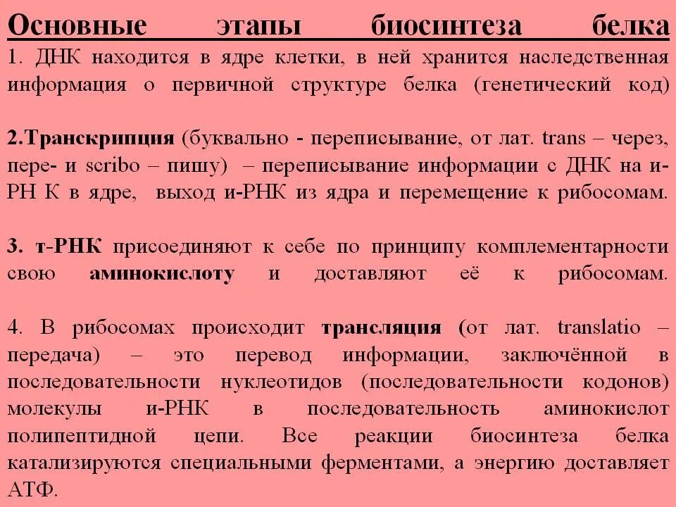 5 этапов синтеза белка. Основные этапы синтеза белка гистология. Биосинтез белков этапы кратко. Синтез белка этапы синтеза.