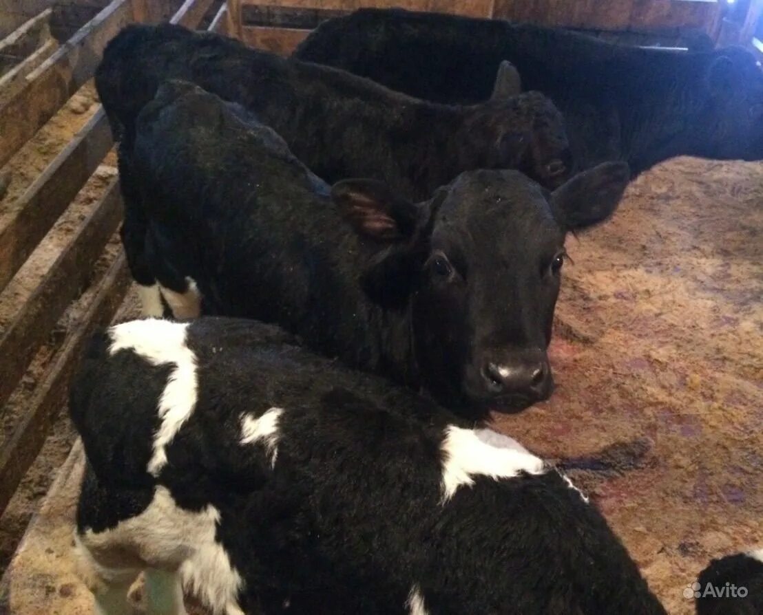 Телочки черно пестрой породы. Коровы герефорд казахская белоголовая. Кфх герефорд коровы герефорды. Казахская белоголовая порода бычков. Черно пестрые телята.