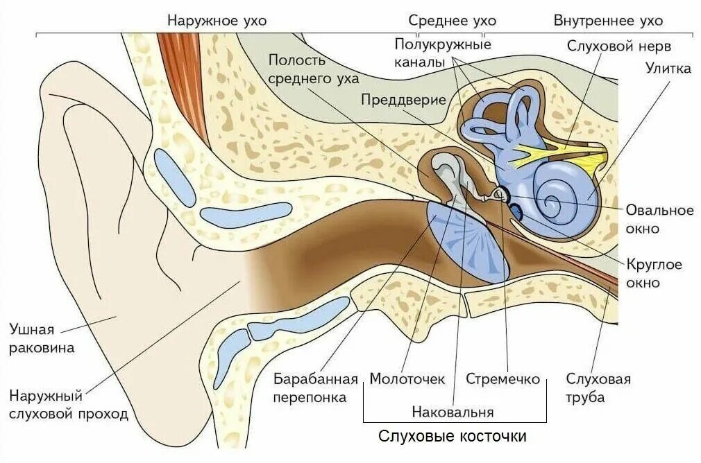 Схема полости среднего уха. Слуховой нерв внутреннее ухо. Строение среднего уха схема. Строение наружного уха среднего уха и внутреннего уха. Внутреннее ухо расположено в полости