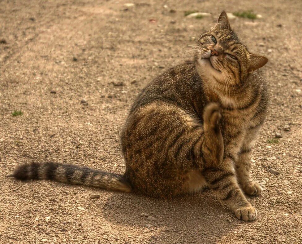 Кошка ни. Кошка чешется. Кошка чешется фото. Cat scratching itself. Кошка чешется полосатая.