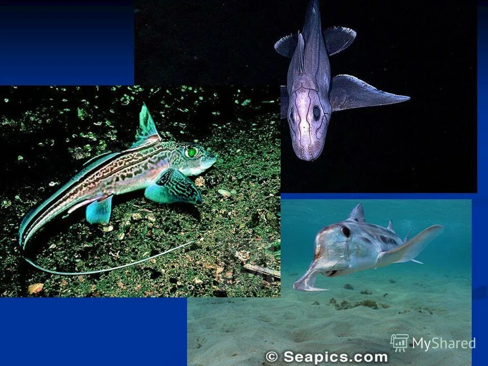 Водные позвоночные. Рыбы водные позвоночные. Разнообразие рыб проект. Рыбы водные позвоночные. Рыбки водные и на суше.