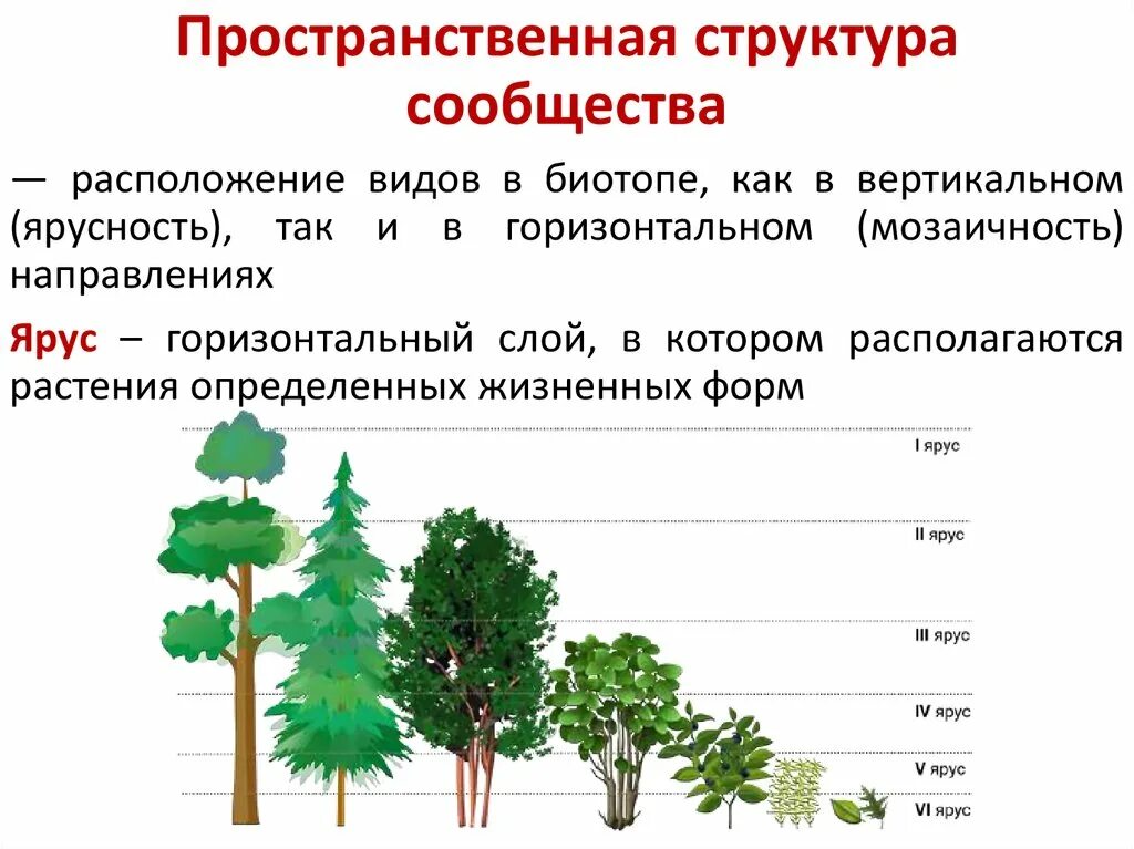 Сообщение на тему структура растительного сообщества. Ярусность саванны. ярусность и мозаичность. пространственная ярусность. пространственная структура биогеоценоза.
