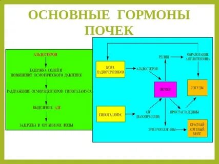 Важные гормоны