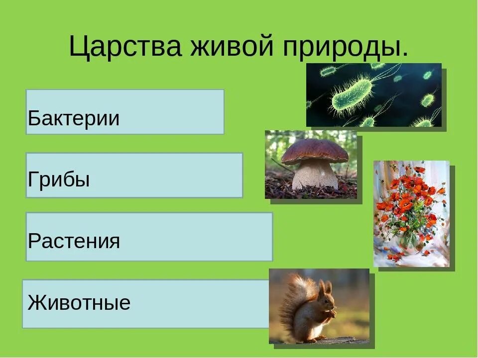 Грибы и бактерии относятся к группе. Царства живой природы. Царство животные растения. Царства живой природы животные. Животные растения грибы.