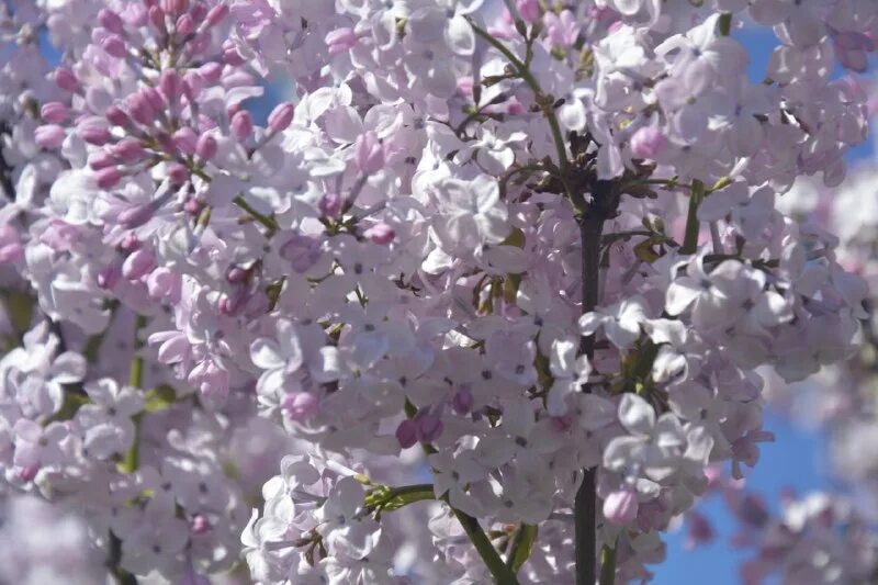 груша покрытосеменное растение. Pyrus calleryana. груша духмяная v7 100-140 tim. Pyrus calleryana chanticleer. цветение груши.