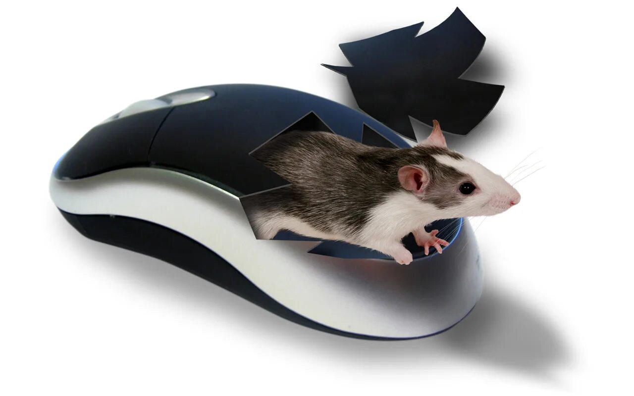 Sibm mouse