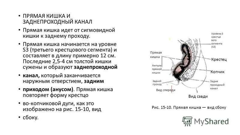 Промежностный изгиб прямой кишки. Толстая кишка анатомия строение. Прямая кишка особенности строения и функции таблица. Положение прямой кишки. Прямая кишка анатомия вид сбоку.