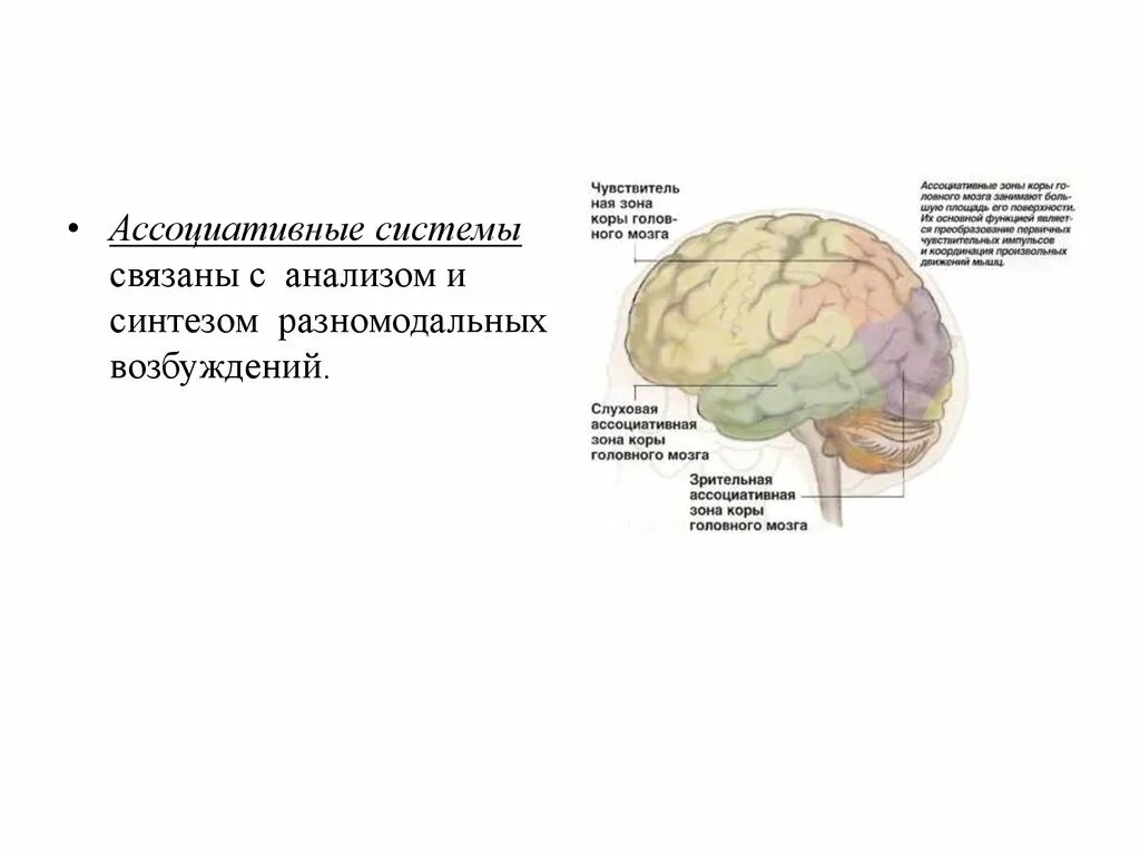 Ассоциативные зоны коры мозга. Ассоциативные области коры головного мозга функции. Ассоциативная зона коры головного мозга функции. Ассоциативные зоны коры больших.