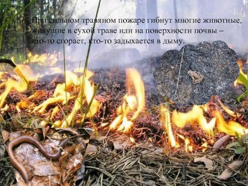 Гибнут какое время