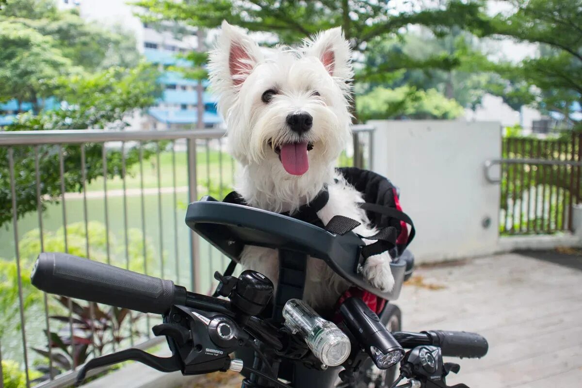 Nick bike. Велосидение для собак buddy Rider. Бадди Райдер купить. Pets riding Bikes. Purple Bike Dog.