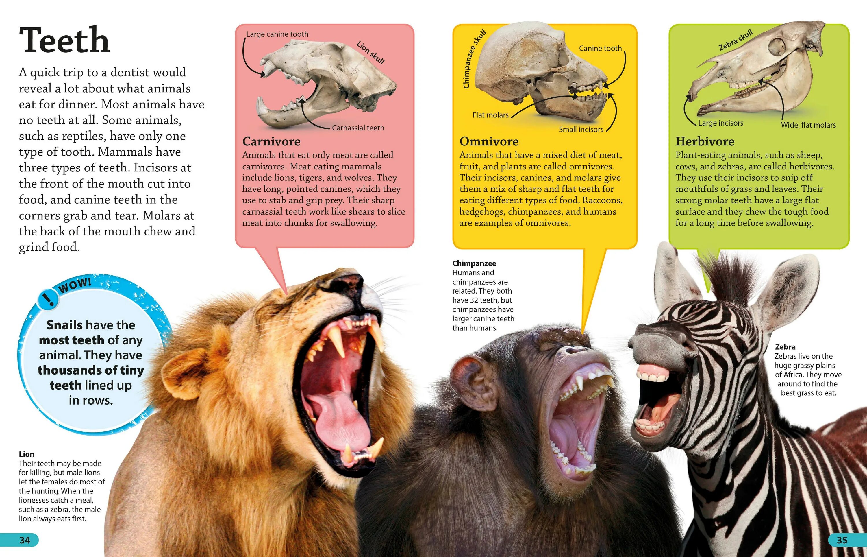 The flat has got. Животные can. Eating animals урок. Information about animals. Carnivore animals.