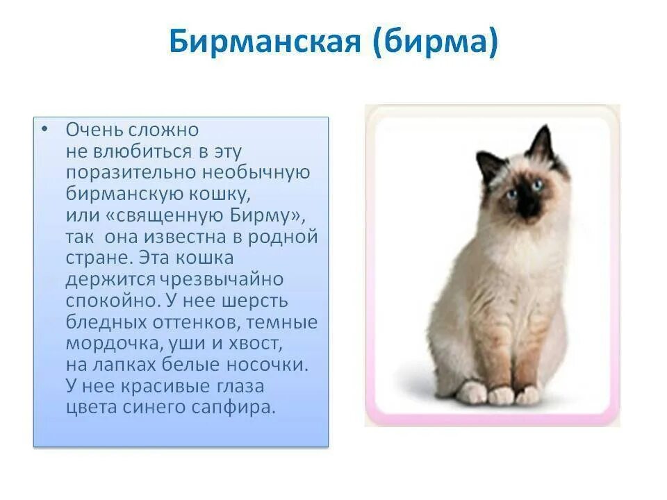 Рэгдолл бирманская порода кошек. Порода кошек Сибирская Бирма. Описание кошки. Бирманская кошка описание породы.