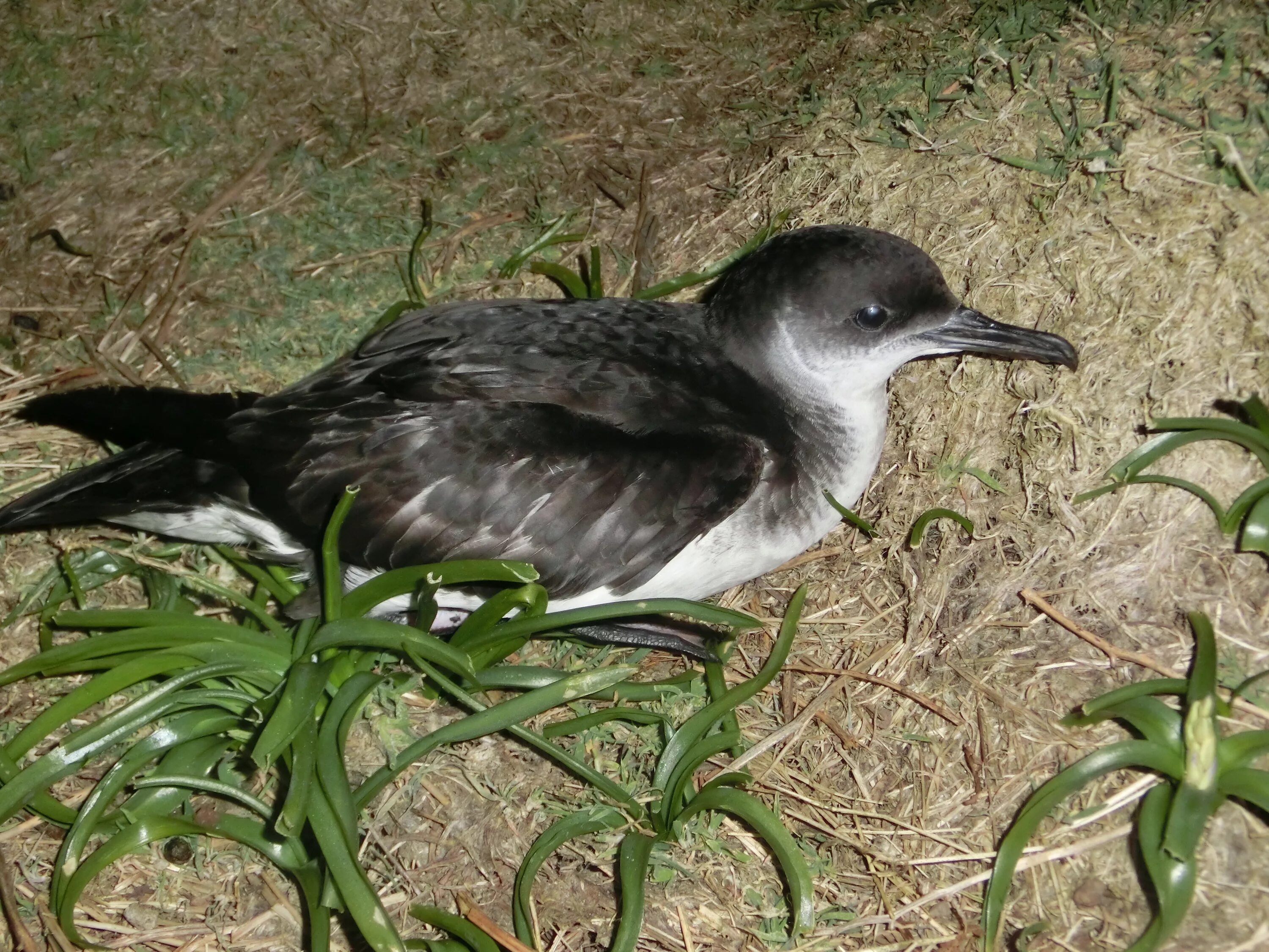 Семейство буревестников. Буревестник малый (Puffinus Puffinus). Тонкоклювый Буревестник. Мэнский Буревестник. Толстоклювый Буревестник.