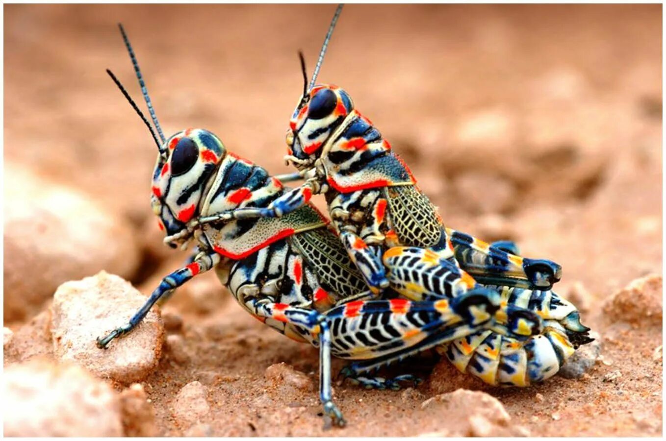 Насекомые солдатики фото. Радужный кузнечик Dactylotum bicolor. Павлиний кузнечик. Перуанский павлиний кузнечик. Необычные Кузнечики.