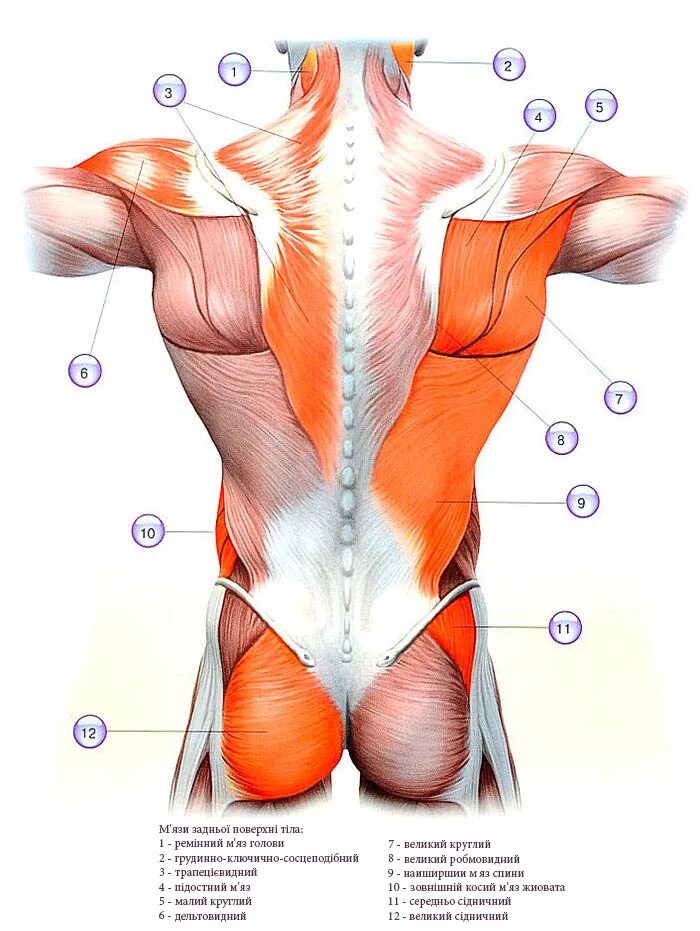 Мышцы боковой поверхности туловища. Мышцы спины. Мышцы задней части туловища. Косые мышцы спины. Части поясницы
