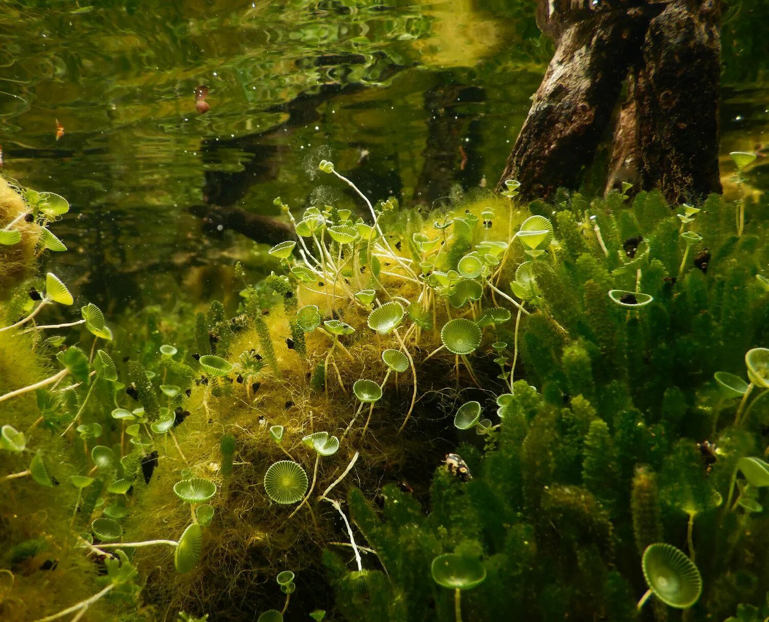 Ацетабулярия водоросль. Одноклеточная водоросль ацетабулярия. Ацетабулярия зеленые водоросли. Зеленые Сифоновые водоросли.