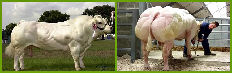 Генетически модифицированные люди. Генномодифицированные организмы животные. бельгийская голубая корова. генномодифицированные люди.