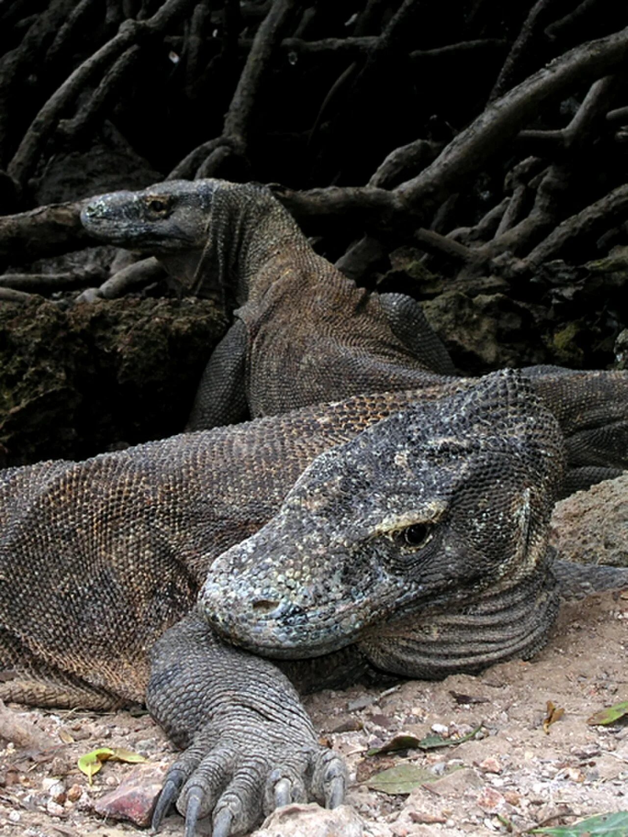 Комодский варан (varanus komodoensis). Покажи комодского варана. Комодский варан дракон. Командорский варан. Вараны острова комодо.