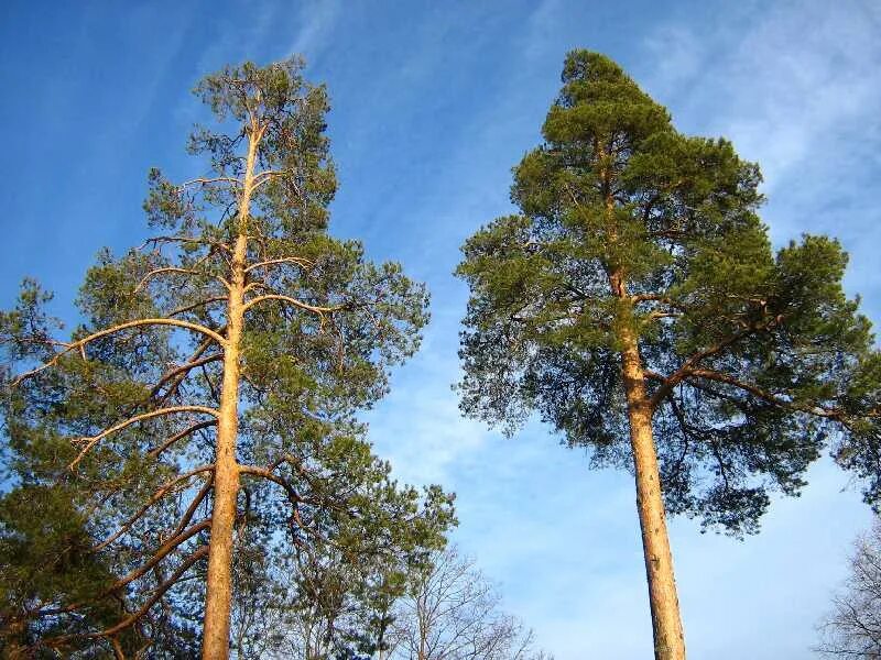 Хвойные кроны. Pinus Sylvestris сосна Лесная. Сосна обыкновенная габитус. Крона сосны обыкновенной. 1. Сосна обыкновенная (Pinus Sylvestris):.