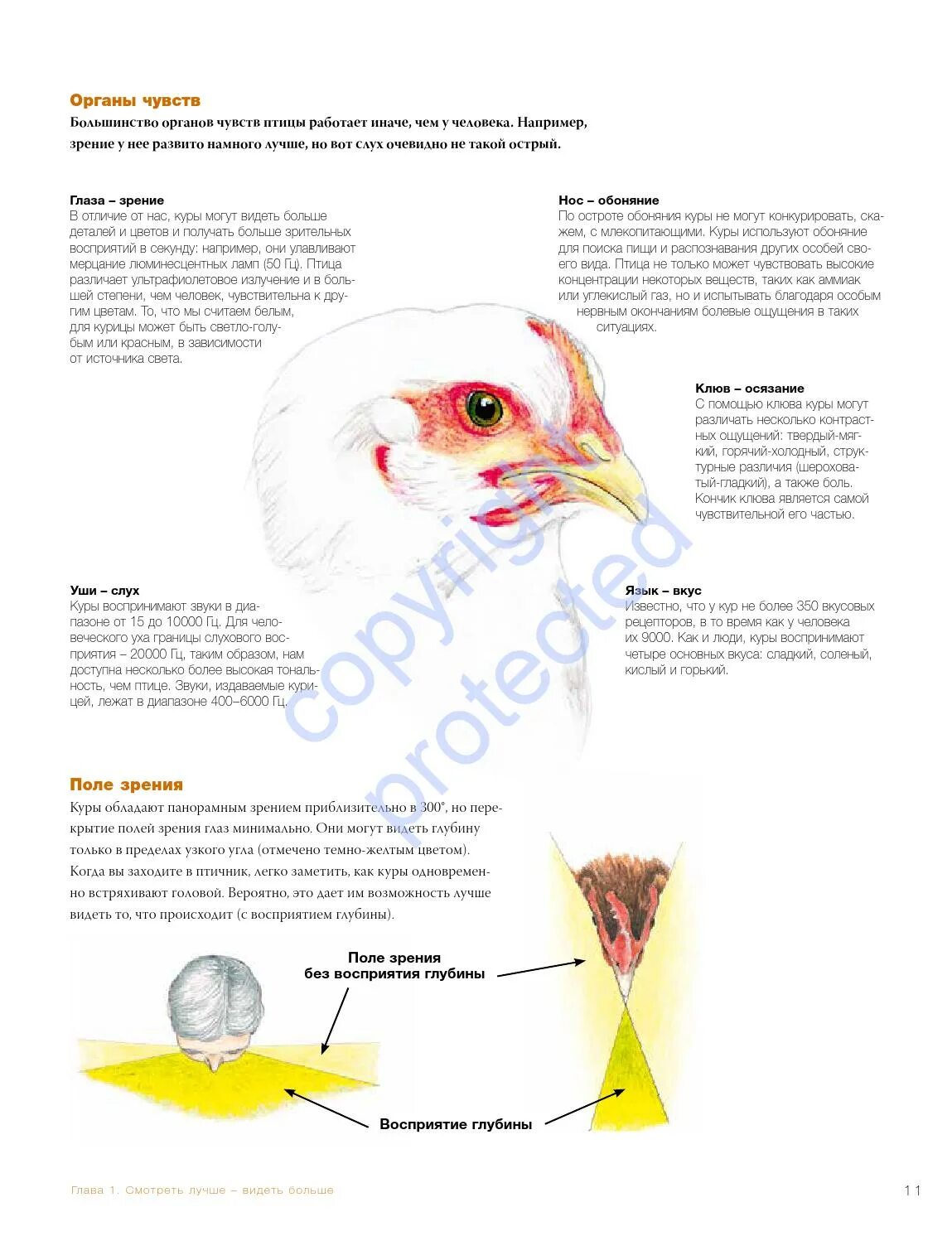 Развитые органы чувств у птиц. Органы чувств птиц. Органы осязания у птиц. Строение органов чувств у птиц. Строение глаза курицы.